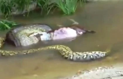 Trăn nuốt rồi nôn ra cả một con bò ảnh 3