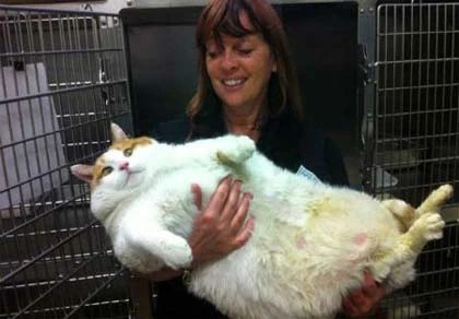 Lạ lùng chú mèo béo ục ịch, nặng gần 18 kg ảnh 1 Lạ lùng chú mèo béo ục ịch, nặng gần 18 kg ảnh 1