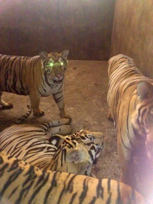 Kỳ 3: Tiết lộ của người "nuôi hổ như nuôi lợn" ảnh 1