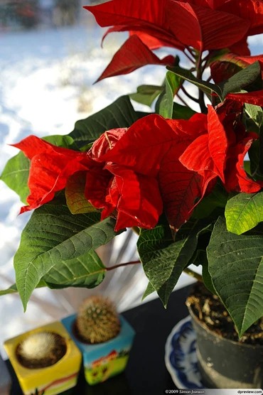 Ngắm ảnh chụp bằng DSLR của Samsung ảnh 4