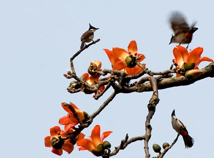 Tháng Ba, hoa gạo khoe sắc ảnh 8