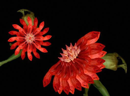 Hoa ghép từ cơ thể của những cô gái khỏa thân ảnh 5