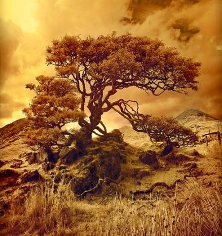 Độ tương phản màu đẹp lạ qua ảnh hồng ngoại ảnh 7