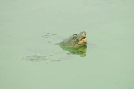 Những trùng hợp kỳ lạ về sự nổi của “cụ rùa” Hồ Gươm ảnh 2