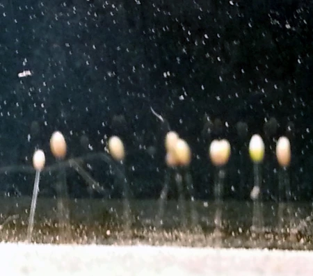 Xôn xao “hoa 3.000 năm mới nở” xuất hiện trên cửa gỗ ảnh 3