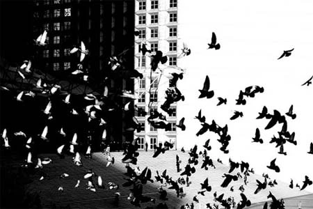 Ảnh đen trắng chụp sao cho ấn tượng ảnh 2