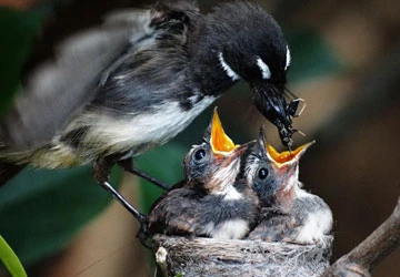 Bấm máy cho môi trường thêm xanh ảnh 2