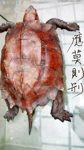 Ly kỳ chuyện giải mã "rùa thần" ảnh 2