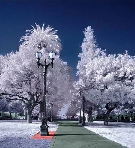 Độ tương phản màu đẹp lạ qua ảnh hồng ngoại ảnh 8