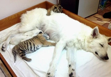 Chó nuôi hổ ảnh 1