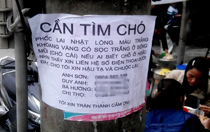 Chi 50 triệu thuê thám tử tìm chó lạc ảnh 1