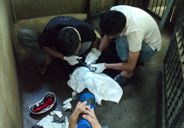 Cứu hộ động vật hoang dã - Bài 3: Còn đâu “tiếng gọi nơi hoang dã”? ảnh 2