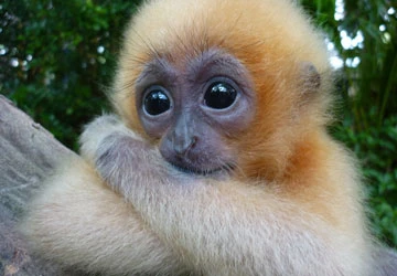 Cứu hộ động vật hoang dã - Bài 1: Gia đình rái cá ảnh 1