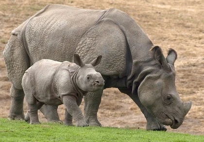 Mẹ con tê giác khổng lồ ra mắt tại Mỹ ảnh 1