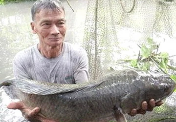 Cá lóc nặng 10kg ảnh 1