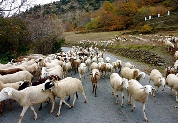 Vòng cổ giúp cừu chống chó sói ảnh 1 Vòng cổ giúp cừu chống chó sói ảnh 1