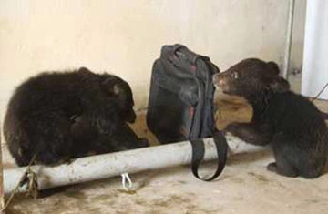 Chở 2 con gấu từ Lào về Nghệ An tiêu thụ ảnh 2