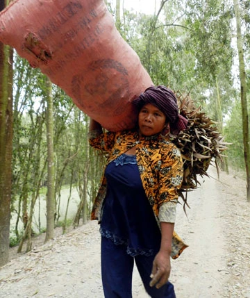 Nghề quét lá rừng ở Trà Sư ảnh 2