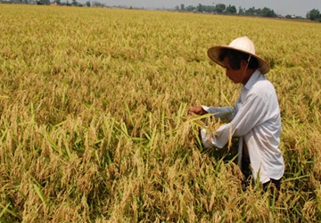 Quảng Nam: Lúa chín rục nhưng không dám gặt ảnh 1