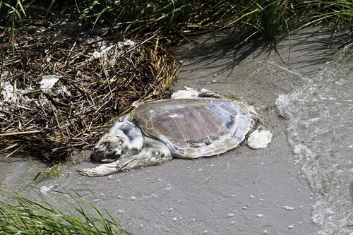 Sinh vật biển khốn đốn với thảm họa dầu loang ảnh 2