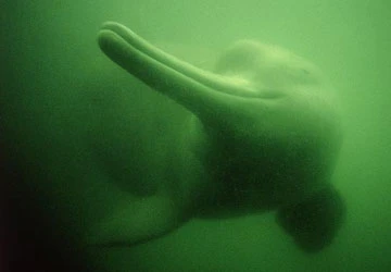 13 loài thú có vú hiếm và lạ ảnh 3 13 loài thú có vú hiếm và lạ ảnh 3