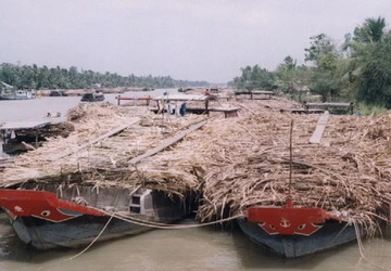 Đồng bằng sông Cửu Long: ồ ạt trồng mía ảnh 1