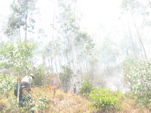 Rừng Nam Hải Vân bốc lửa ảnh 1