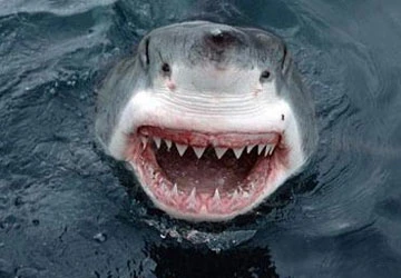 Vi cá mập không thể phòng trị ung thư ảnh 2