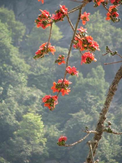 Tháng Ba, hoa gạo khoe sắc ảnh 2