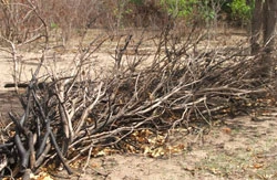 Hàng đống cây tái sinh bị triệt hạ để đốt. Hàng đống cây tái sinh bị triệt hạ để đốt.