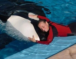 Số phận của con cá kình giết người ảnh 2