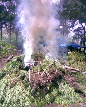 Đột nhập “lãnh địa” cần sa- Kỳ cuối: Cõng xăng lên núi đốt cần sa ảnh 2