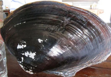 Bắt được con trai có 15 viên ngọc ảnh 1