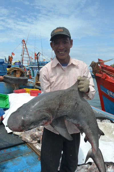 Một tàu cá Quảng Ngãi săn được 40 con cá mập ảnh 1