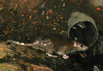 Chuột, rắn quậy tưng phố xá - bài 1: Ám ảnh chuột Sài Gòn ảnh 2 Chuột, rắn quậy tưng phố xá - bài 1: Ám ảnh chuột Sài Gòn ảnh 2