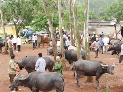 Sôi động chợ trâu bò Nam Nghĩa ảnh 2