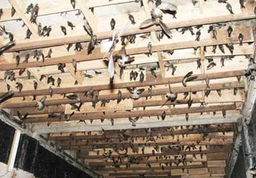 Điên đầu vì chim yến ảnh 2 Điên đầu vì chim yến ảnh 2