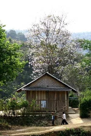 Truyền thuyết hoa Ban ảnh 3