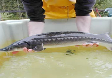 Cá tầm nuôi đang thiếu cơ sở pháp lý ảnh 1