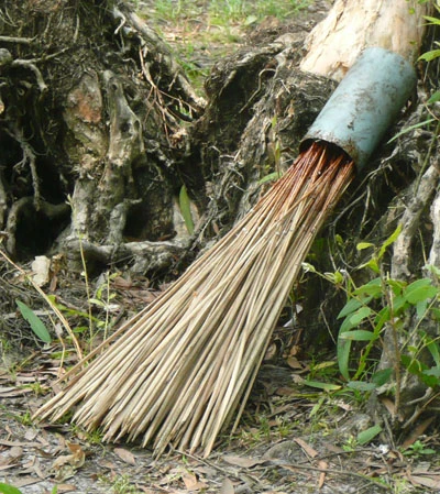 Tận diệt chim trời! ảnh 2