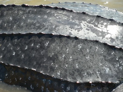 Bắt được rùa lạ, nghi là loài rùa biển cực kỳ quý hiếm ảnh 3 Bắt được rùa lạ, nghi là loài rùa biển cực kỳ quý hiếm ảnh 3