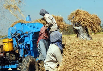 Mở cửa kinh doanh gạo, nông dân được lợi ảnh 1 Mở cửa kinh doanh gạo, nông dân được lợi ảnh 1