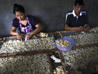 Trung Quốc cấm quan chức chiêu đãi vi cá mập ảnh 2