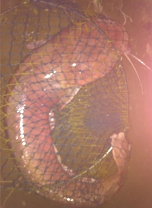 Câu được cá trê hồng khổng lồ dài hơn 1m ảnh 6