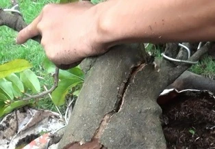 Mánh khóe làm mai “đểu” ảnh 1