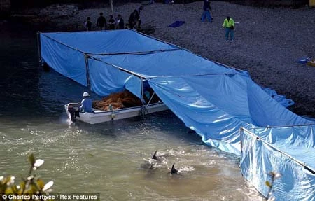 Hãi hùng cảnh cá heo bị xẻ thịt hàng loạt trên biển Nhật Bản ảnh 8