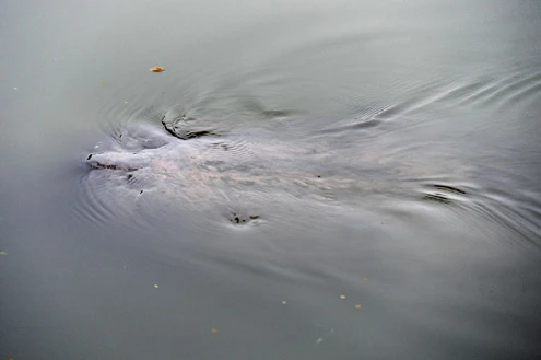 Rùa hồ Gươm "dạo chơi" trong giá lạnh ảnh 2