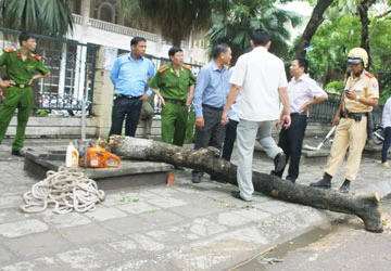 Bắt quả tang một vụ trộm gỗ sưa ảnh 1