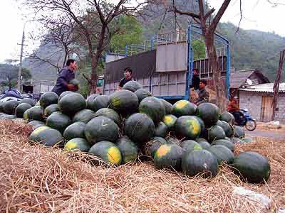 Dưa hấu xếp hàng chờ... thối ảnh 2
