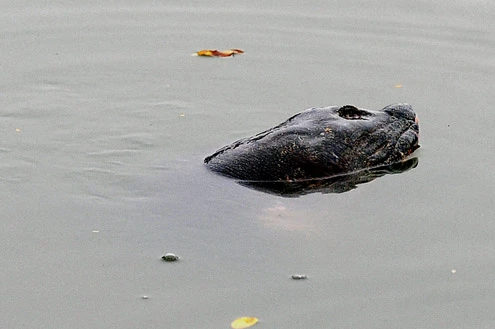 Rùa hồ Gươm "dạo chơi" trong giá lạnh ảnh 3